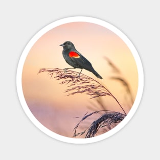 Red Winged Blackbird Sunset Magnet